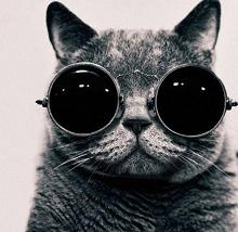 cool-cat_2013-03-06.jpg