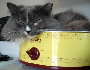 cookcat.jpg