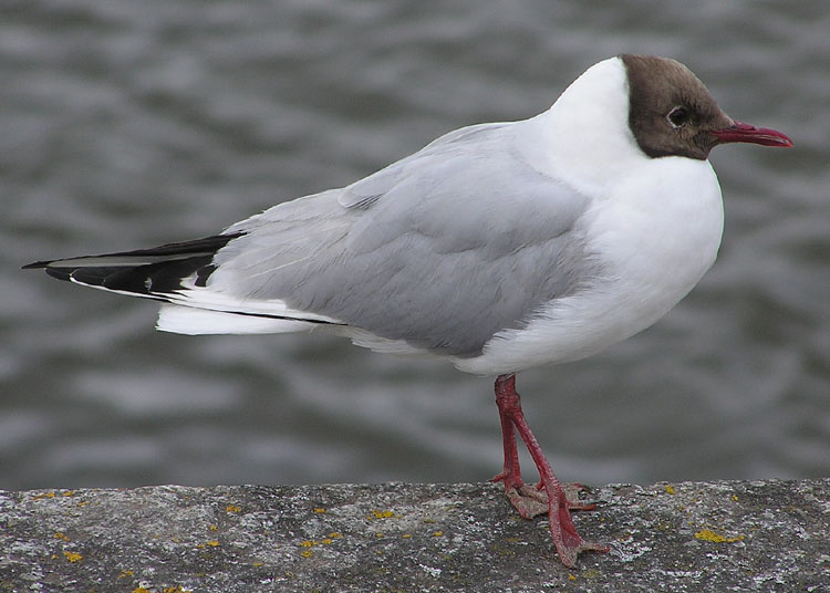 mouette.jpg