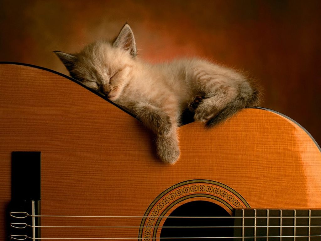 cat-sleeping-on-guitar.jpg